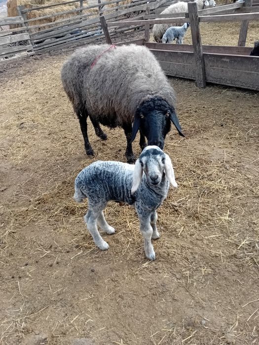 Vând oi   cu miei,  cârlan,berbeci!