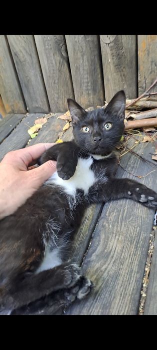 Котята две девочки! В добрые руки!
