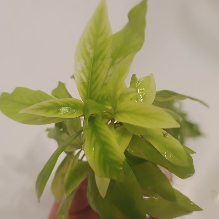Plante acvariu mari cu radacini