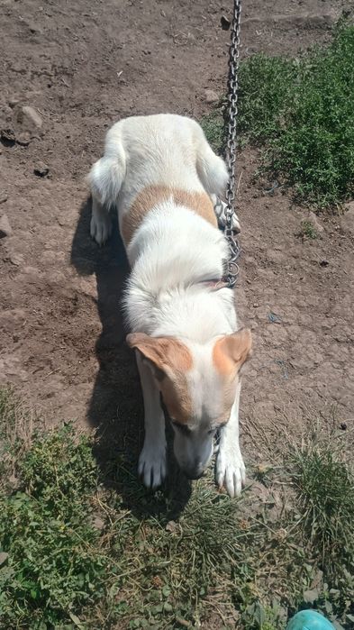 Spre adopție: Cățelușă pentru curte, atentă și iubitoare cu familia