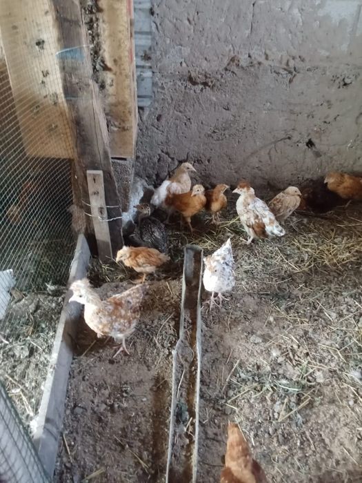 Тауық балапандары