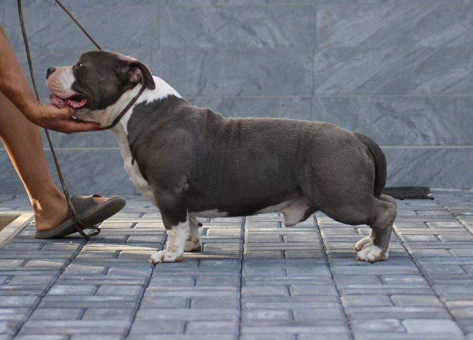 Mascul American Bully, BIGDOGS Romania kennel