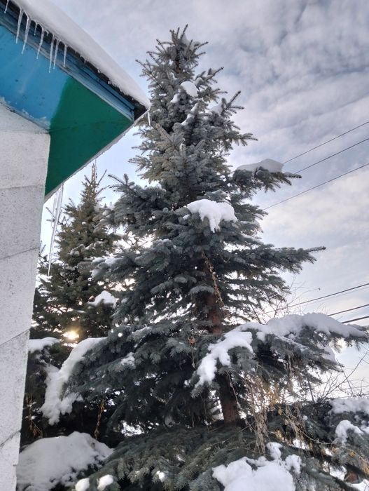 Продам ели голубой и зелёный