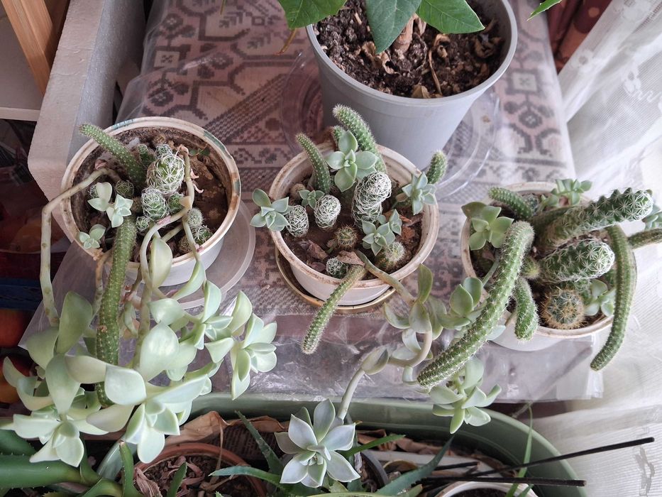 3 композиции с кактуси и сукуленти и 2 броя дърво на живота