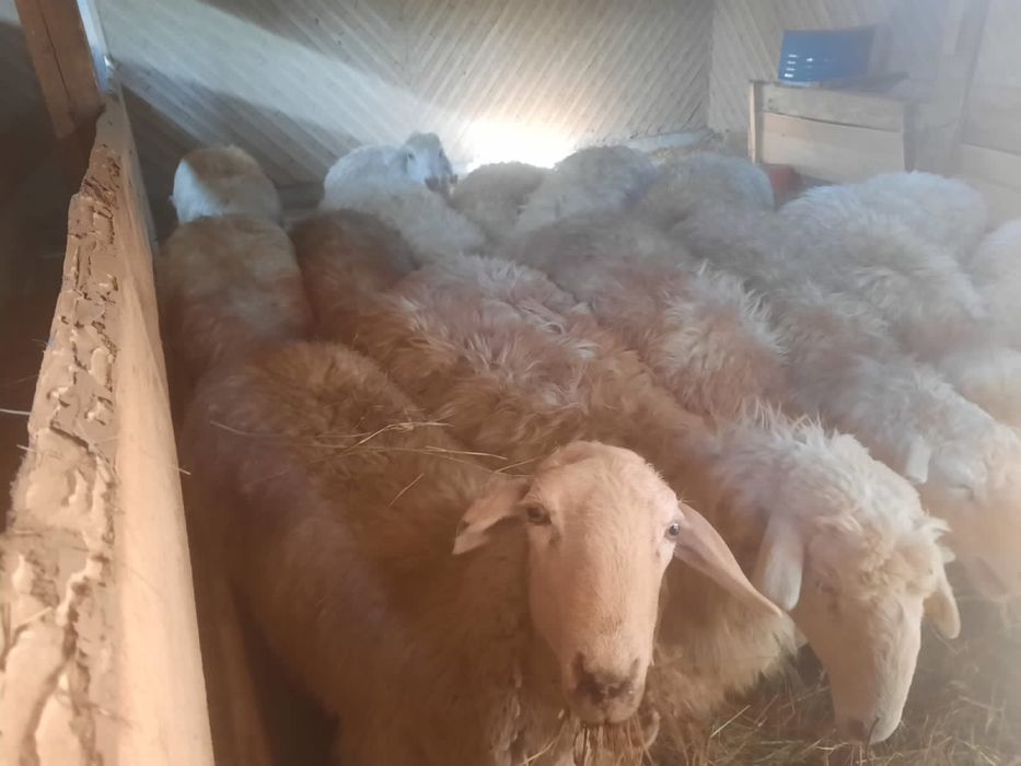 Баран, қой 2-2,6 года