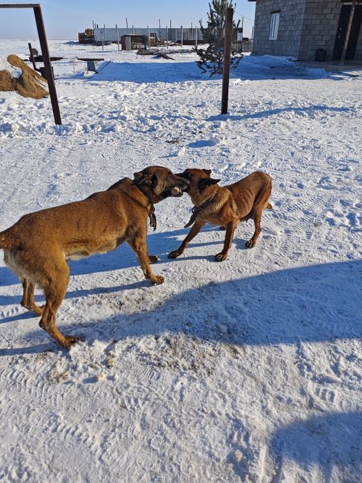 Щенки бельгийской овчарки (малинуа)