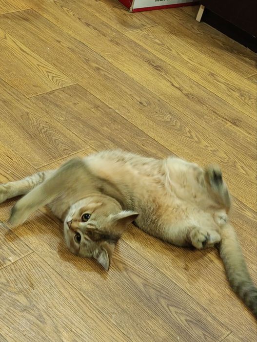 Продается котенок шиншилла