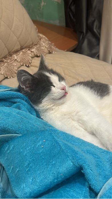 Отдам кошечку в добрые руки