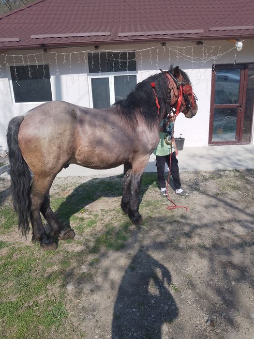 Vând mânz de 2ani și 5 luni sau schimb cu iapă la garanție !