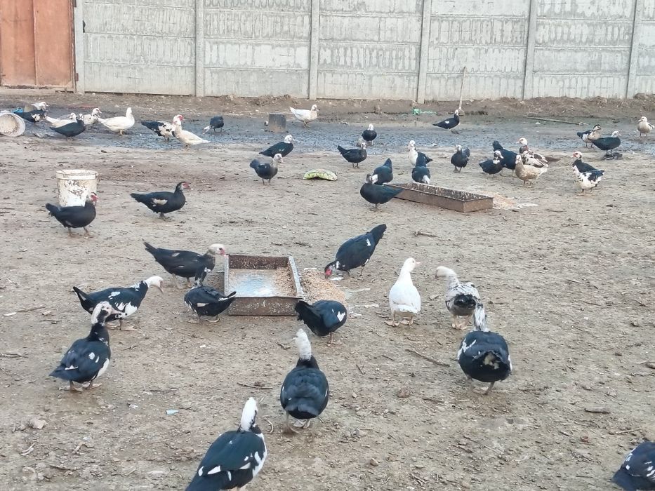 Индуткала сотилади 100000 сум сони 80 та