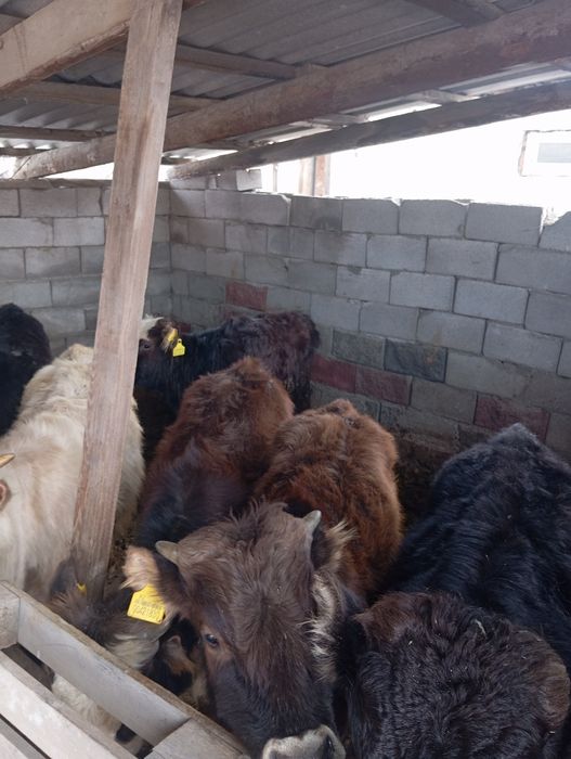 Продам бычков домашних