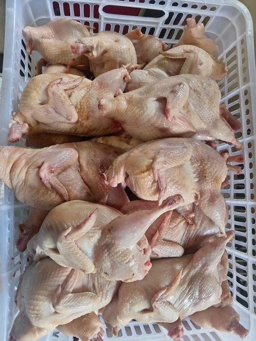 Продам переделок тушки