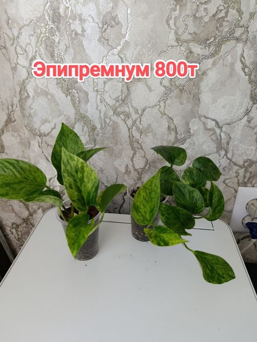Эпипремнумы.  кжби