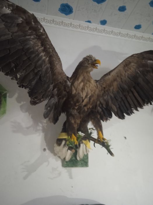 Изготовление чучело диких животных и птиц