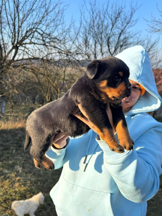 Pui Rottweiler cu Pedigree