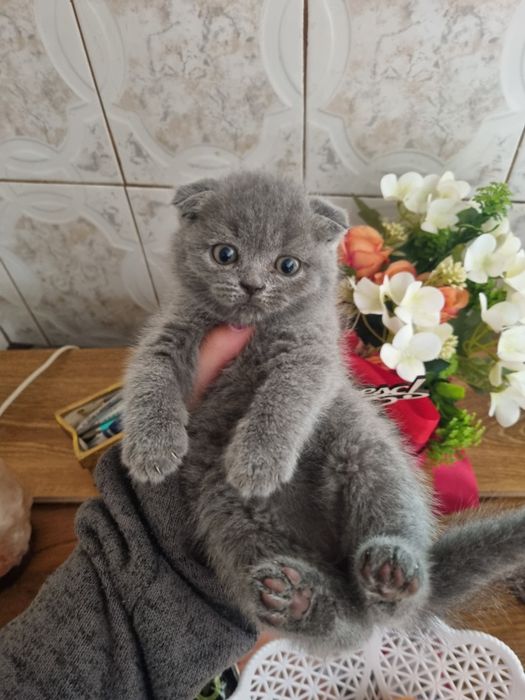 Pui british shorthair