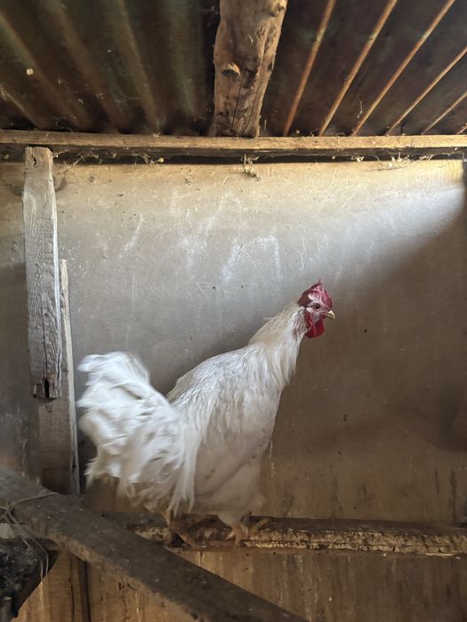 Қараз сатылады либо обмен тауыққа