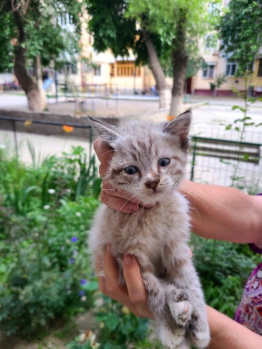 Маленький котёнок