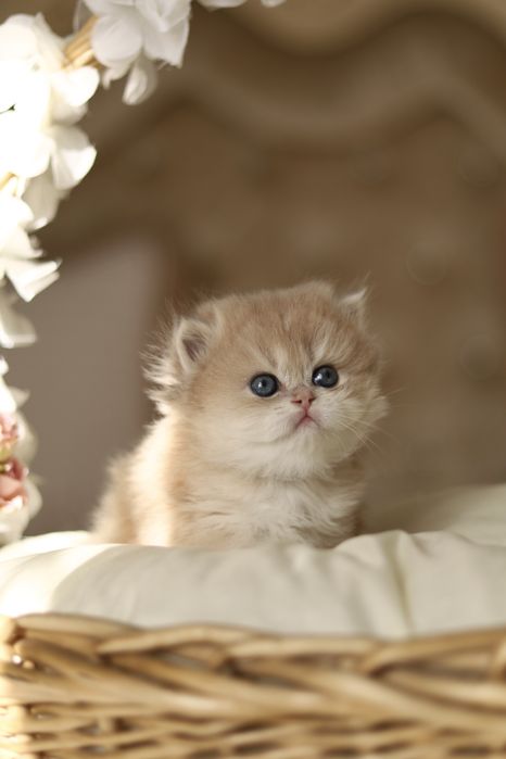 Котята Золотая Шиншилла