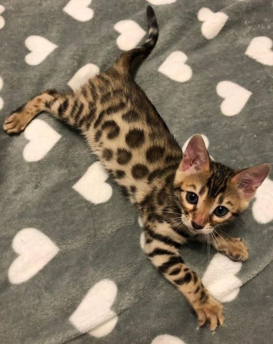 Бенгальские котята – Премиум класс