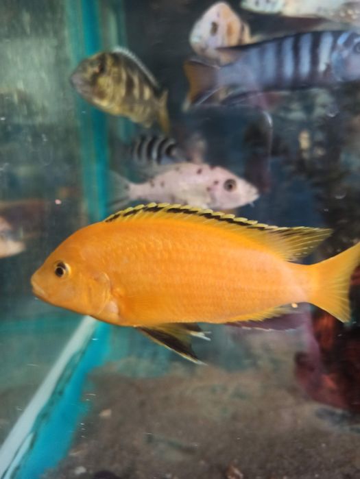 Чистка аквариума в Алматы