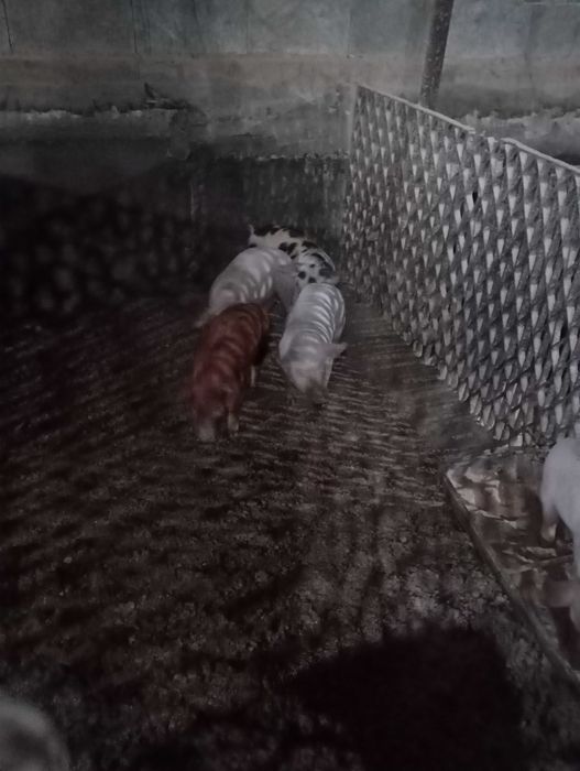 Продавам прасенца