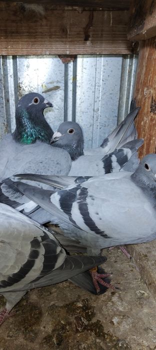 Vând porumbei voiajori