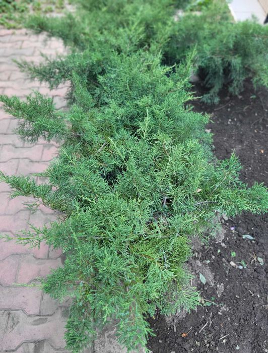 Продам можевельник