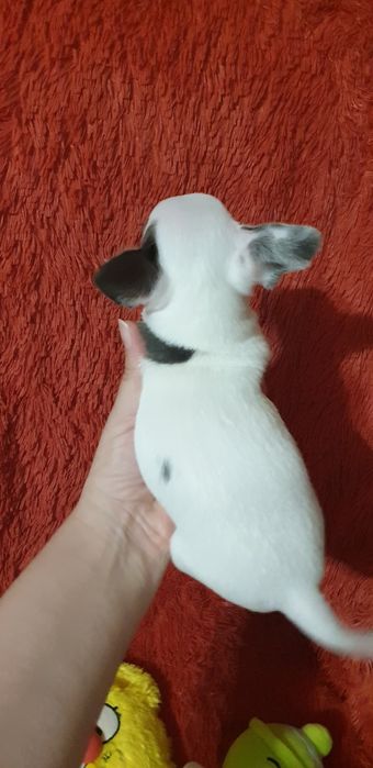 Щенок чихуахуа мальчик