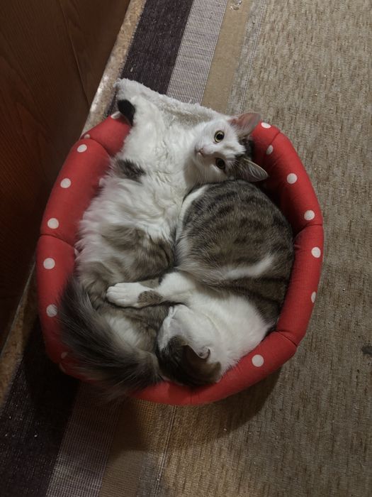 Подарям две котки на 7 месеца