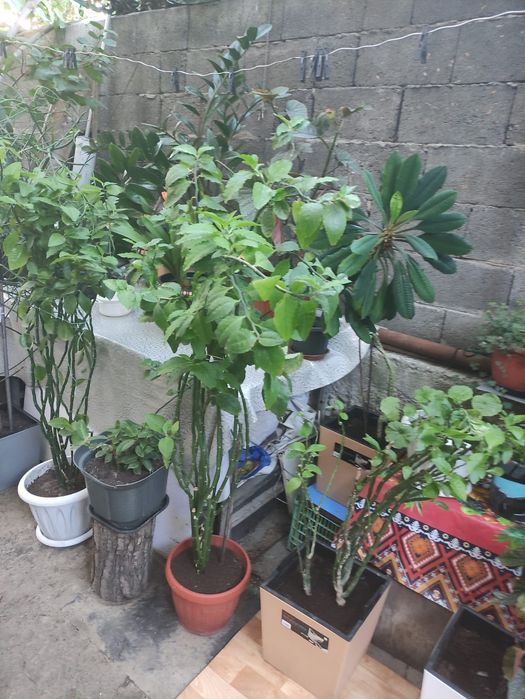 Продам комнатные растения, цветы