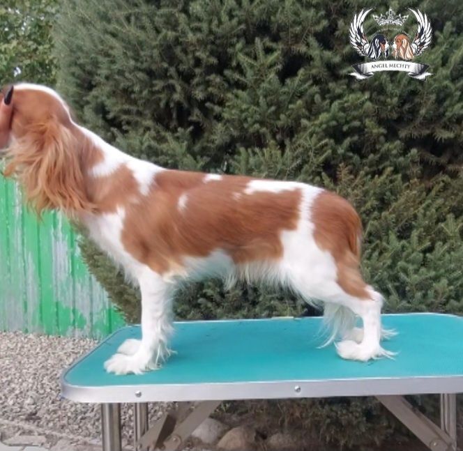 Кавалер Кинг Чарльз Спаниель девочка блейнхейм