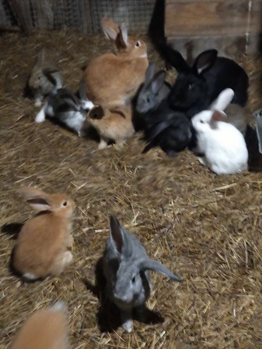 Продам кроликов на развод