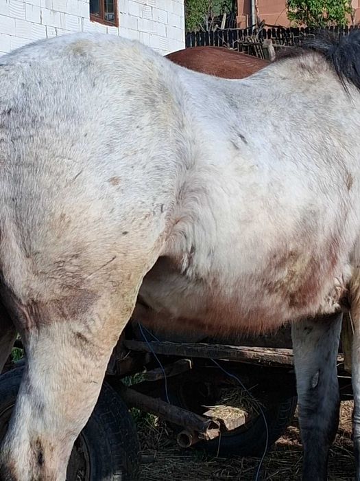 manz bland bun la caruta