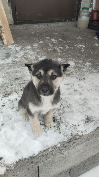 Лайка  кушиктери