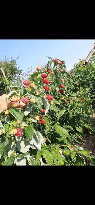Drajoni de zmeură Delniwa Cayuga Polka Glen ample