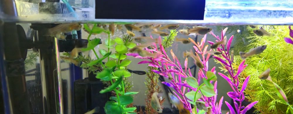 Pești Guppy(donez)