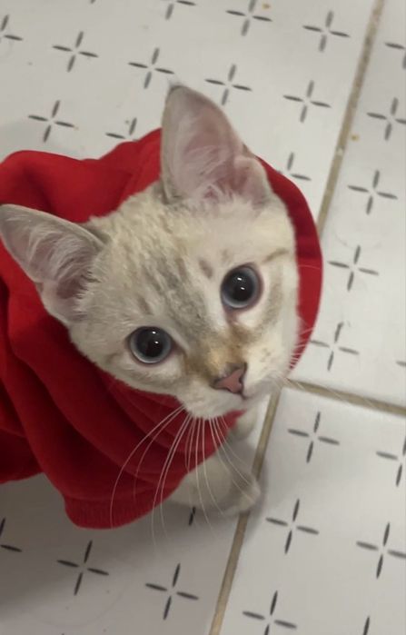 Кот домашний за 10к