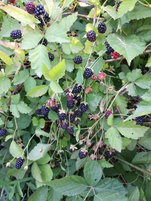 Продаётся дача 17,5 соток