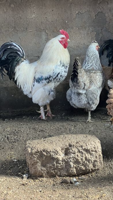 Қораздар  (петухи)