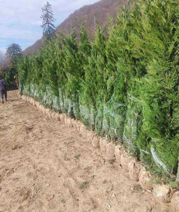 Arbori și Arbuști de Elită – Livrare în Toată Țara