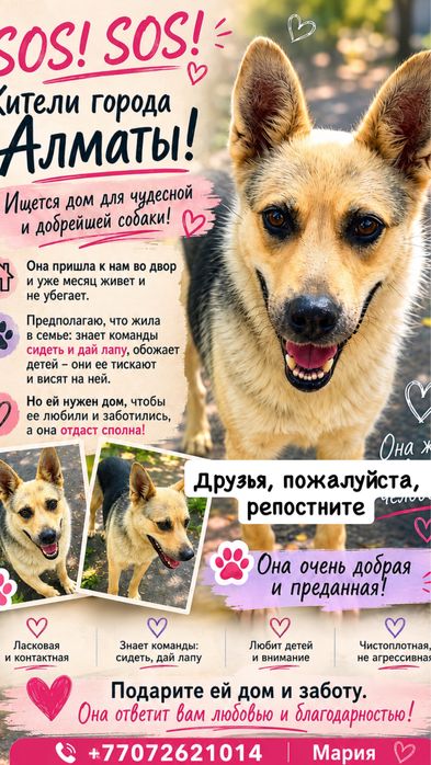 Чудесная собака ищет дом