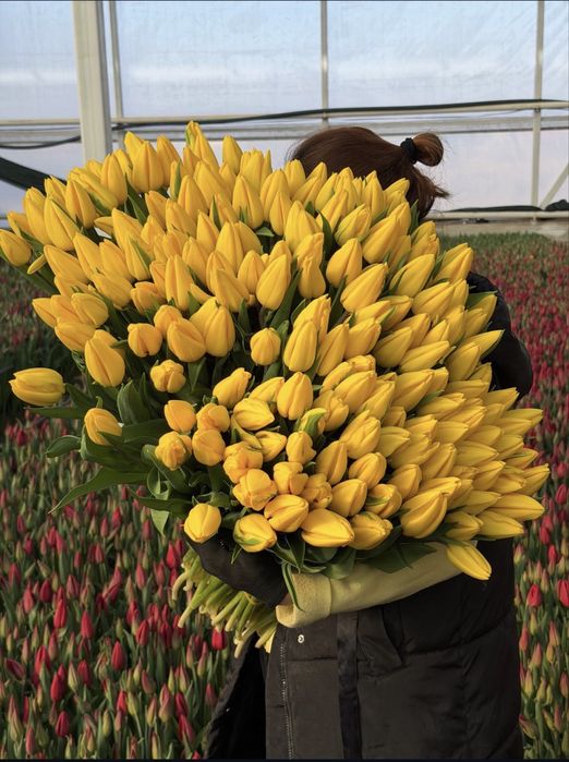 Тюльпаны оптом ив розницу