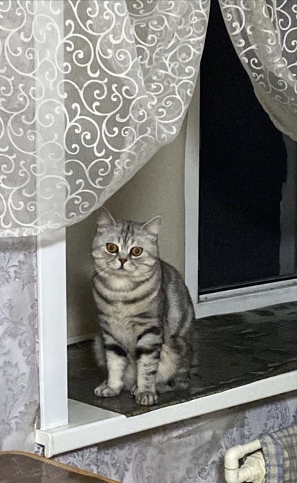Котята Шотландские