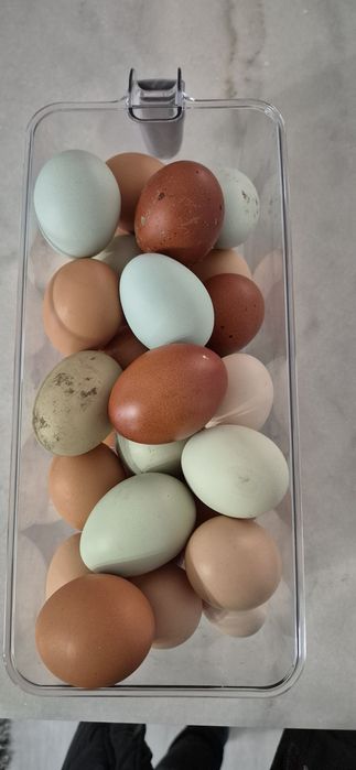 De vanzare ouă de tară