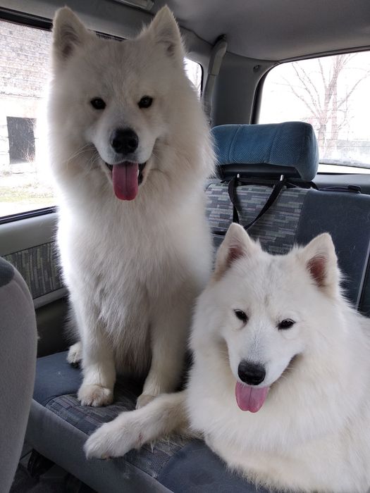 Самоедская собака