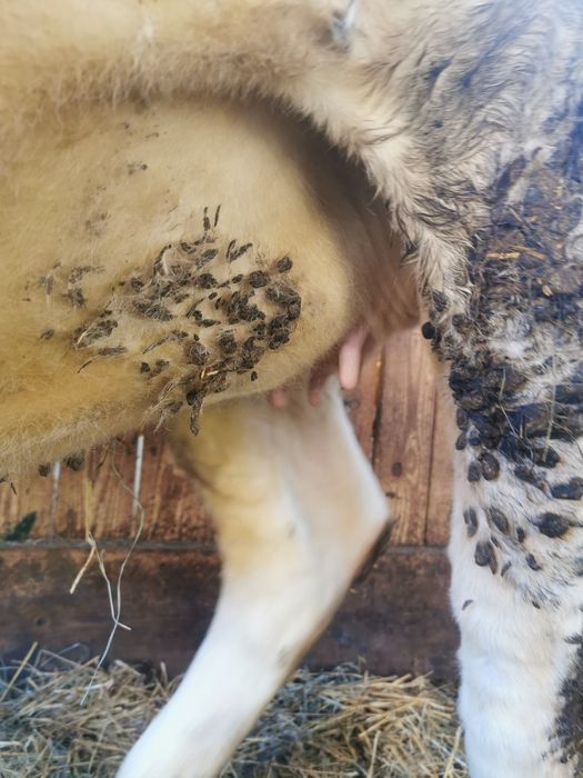 Juninca BR de talie mare gestanta în luna a 4 cu limuzin!