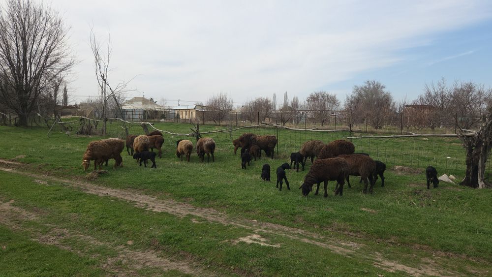 Козылы кой сатылады