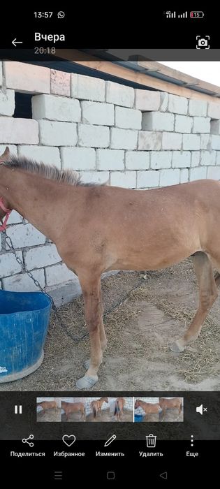 Жемде тұрған еркек тай сатылады