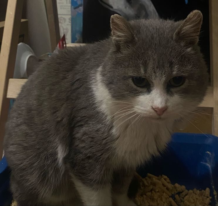 Отдам котика в добрые руки